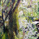 The Magical Mossy Forest 2; 90 x 120 cm, 3 x 4 feet, watercolor on canvas