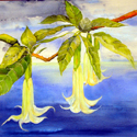 Datura, 22 x 28 inches, watercolor on canvas