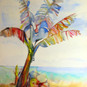 Banana Tree, 16 x 20 inches, watercolor on paper